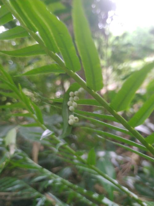 荔蝽 荔蝽