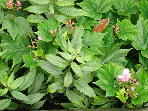 角桐草 角桐草