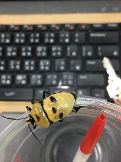 麗盾蝽