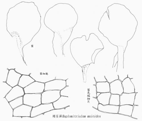 燭苔蘚