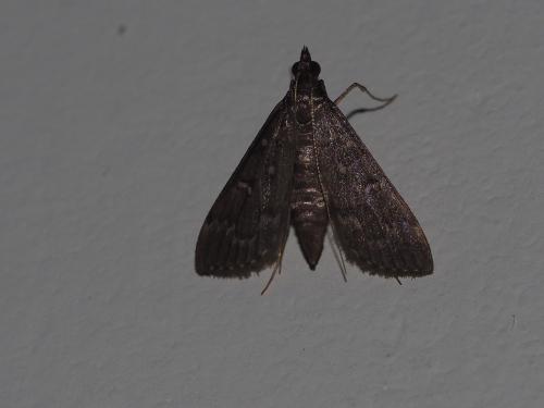 Symmoracma minoralis