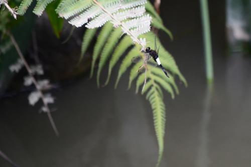 玉帶蜻 玉帶蜻