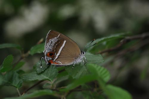 20091001_345714_Chrysozephyrus splendidulus_a.jpg