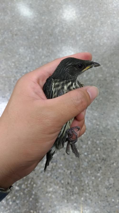 亞洲輝椋鳥