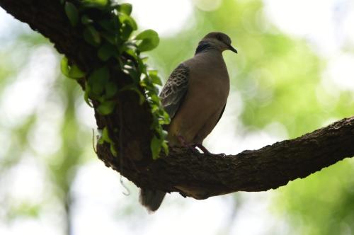 金背鳩