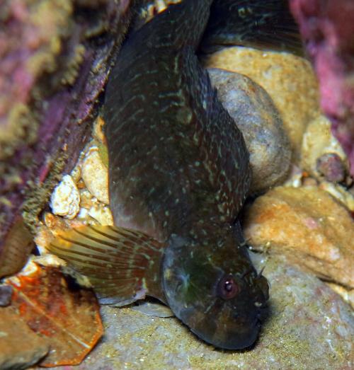 Istiblennius edentulus 暗紋(條紋)蛙鳚 Istiblennius edentulus 暗紋(條紋)蛙鳚