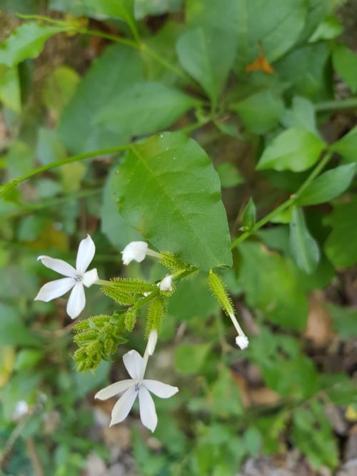 白花丹