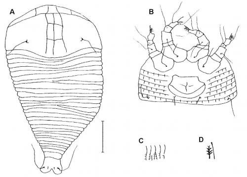 Disella umbelliferae Huang, 2001