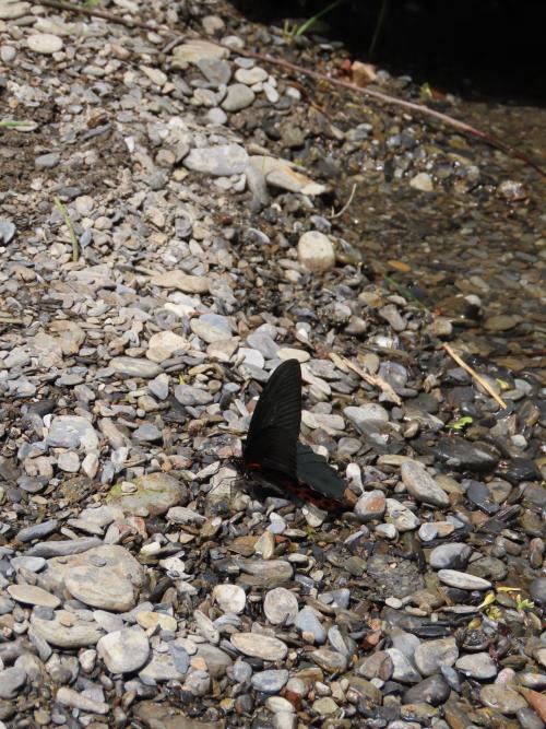 台灣鳳蝶 台灣鳳蝶