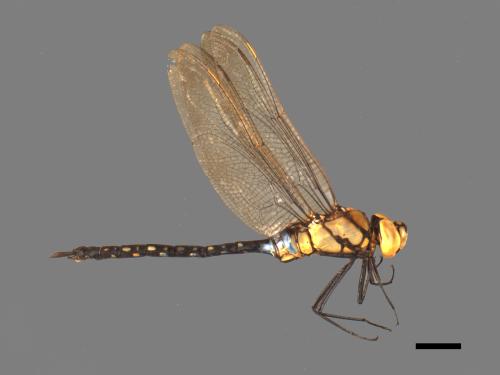 Anax nigrofasciatus nigrofasciatus[烏帶晏蜓][00103136]