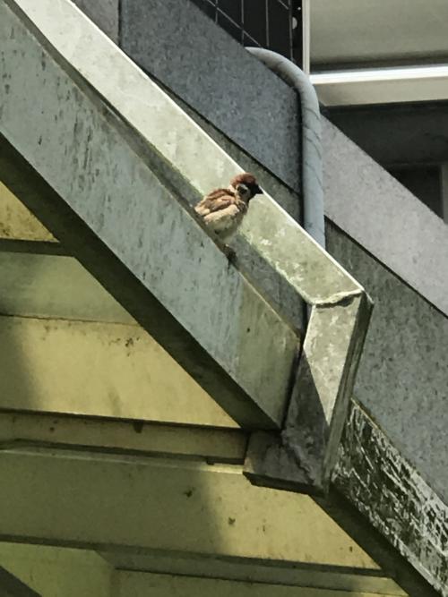 麻雀 麻雀