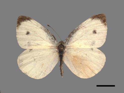 Pieris rapae crucivora[紋白蝶][00014239]