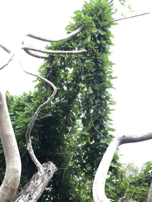 大血藤