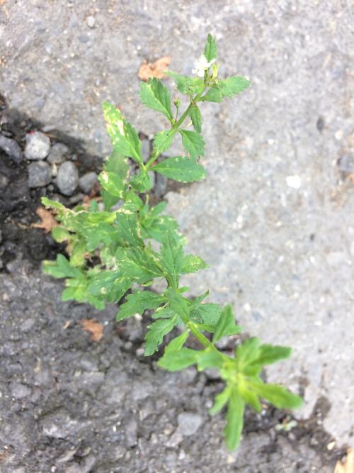 野甘草