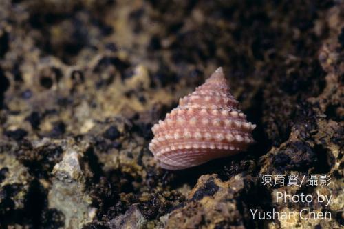 棘皮玉黍螺(棘玉黍螺、金塔玉黍螺) 棘皮玉黍螺(棘玉黍螺、金塔玉黍螺)