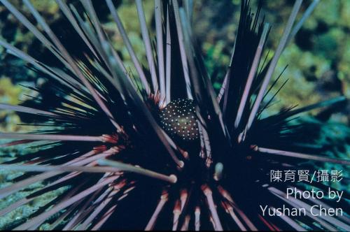 冠刺棘海膽 冠刺棘海膽