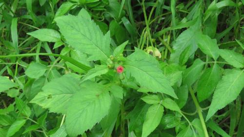 野茼蒿