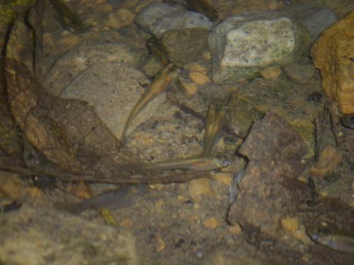 孔雀魚