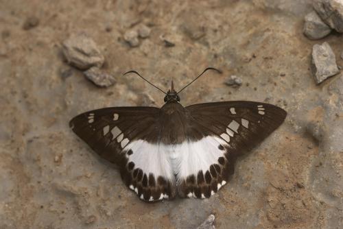 20090926_345503_Satarupa majasra_a.jpg