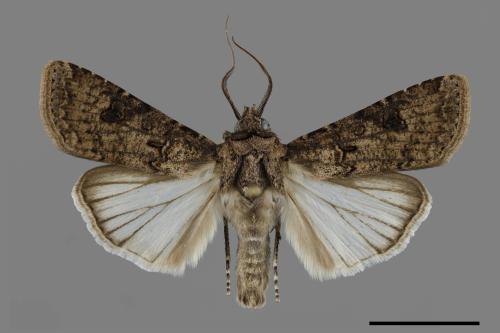 Agrotis segetum[蕪菁夜蛾][00117260]