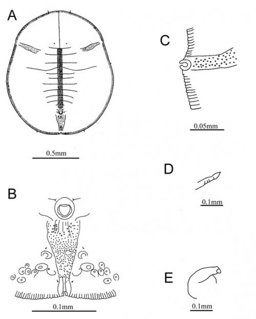 Dialeurodes kirkaldyi  (Kotinsky, 1907)