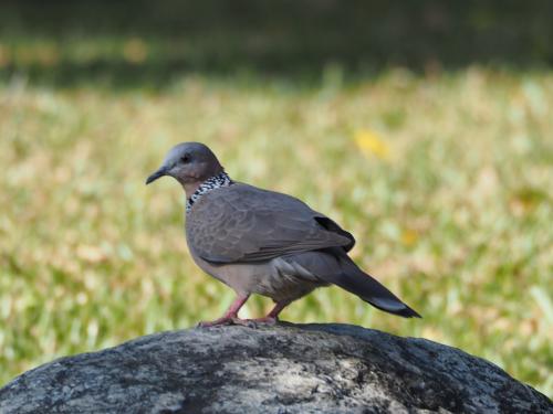 珠頸斑鳩 珠頸斑鳩