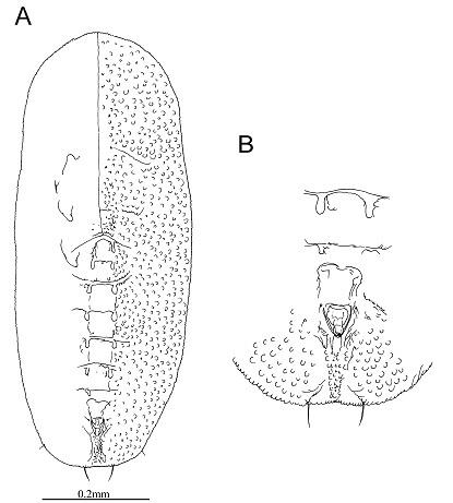 Aleurotulus arundinacea  Singh, 1931  茨竹細粉蝨