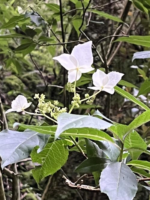 華八仙(華南分布) 華八仙(華南分布)