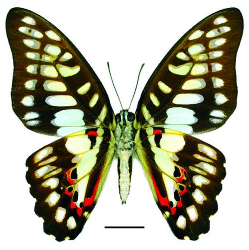 Graphium doson postianus (Fruhstorfer, 1902) 木蘭青鳳蝶 Graphium doson postianus (Fruhstorfer, 1902) 木蘭青鳳蝶