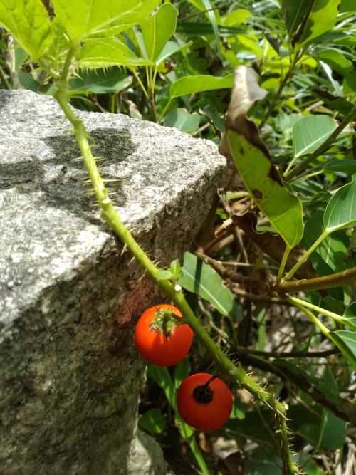 癲茄 癲茄