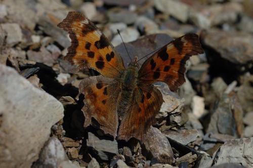 20090926_347191_Polygonia c-album asakurai_a.jpg