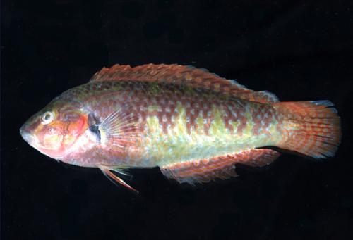 ASIZP0067618