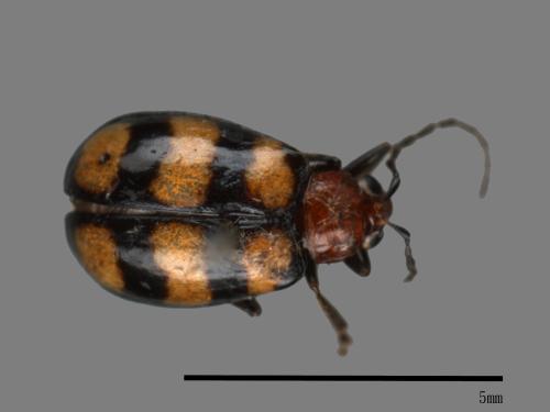 <已分類>Family：Chrysomelidae[金花蟲科][00041262]