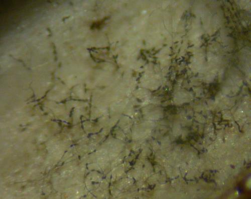 Alternaria alternata