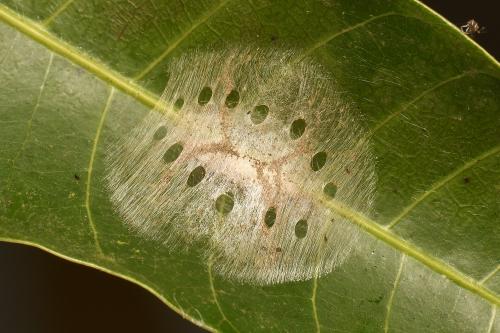 Pagyda quadrilineata Pagyda quadrilineata