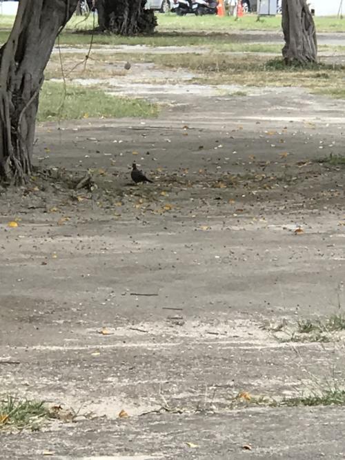 珠頸斑鳩 珠頸斑鳩