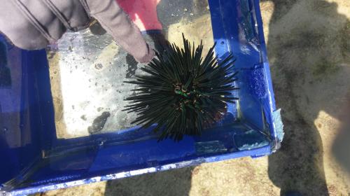 口鰓海膽 口鰓海膽