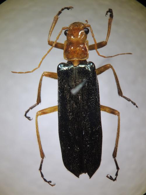 Themus pallidipes Wittmer, 1954 Themus pallidipes Wittmer, 1954