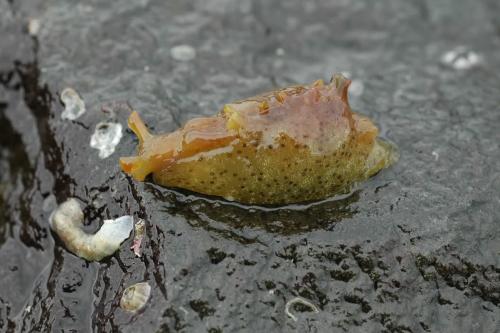 眼斑海鹿 眼斑海鹿