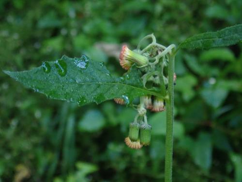 野茼蒿