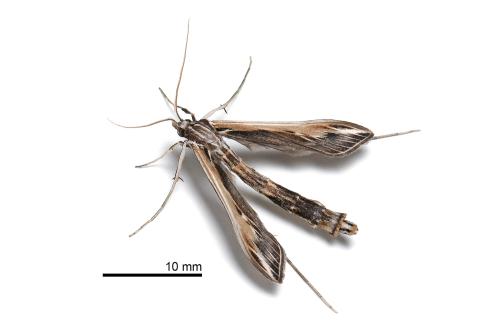 Agdistopis sinhala Agdistopis sinhala