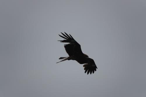 黑鳶 黑鳶