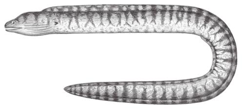Gymnothorax chilospilus@Jheng0203 Gymnothorax chilospilus@Jheng0203