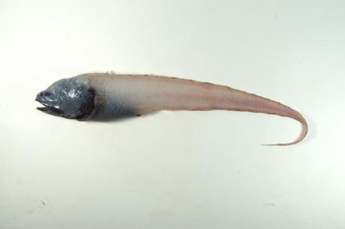 ASIZP0066092