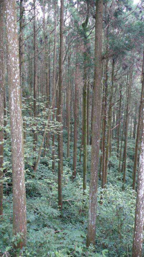柳杉 柳杉