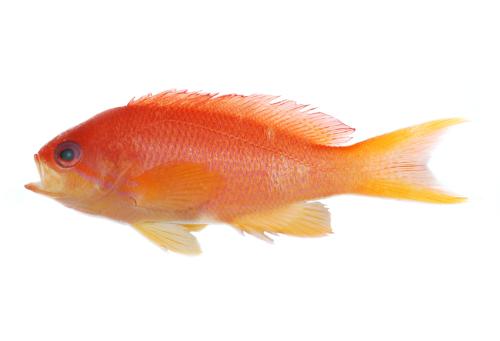 ASIZP0072516