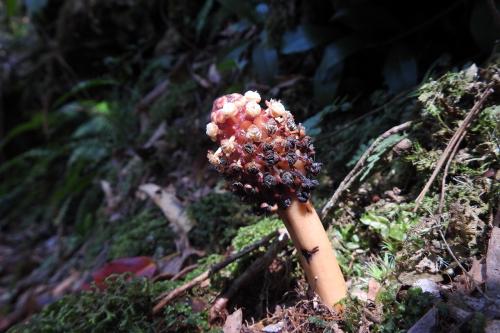 紅苳蛇菰 (夏氏蛇菰)
