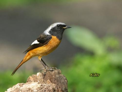 20090722_380393_Daurian_Redstart_8792.jpg