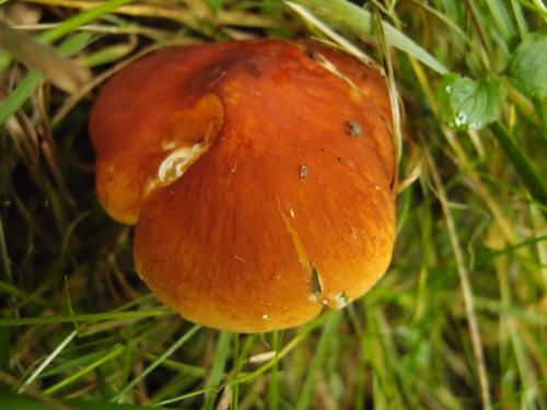 Marasmius aurantioferrugineus(橙紅褐小皮傘)