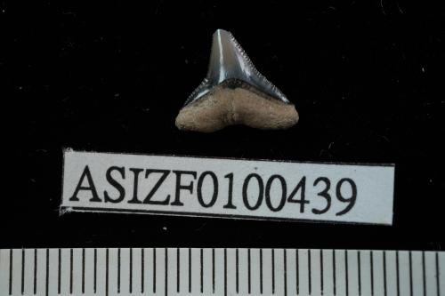 Carcharhinus sp. [ASIZF0100439]